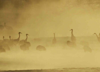 I cieli della Spagna invasi da 260 mila maestose gru