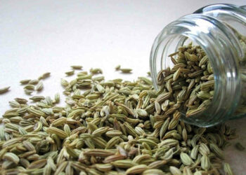 Masticare semi di finocchio: tutti i benefici per la salute