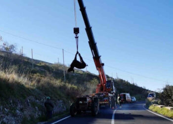 Modica, asino intrappolato tra i rovi di Costa del Diavolo: salvato