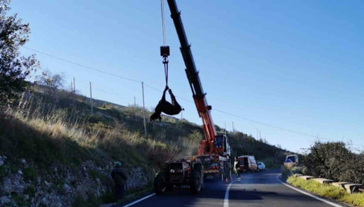 Modica, asino intrappolato tra i rovi di Costa del Diavolo: salvato