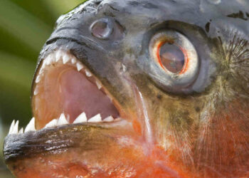 Paraguay, 4 persone uccise dai piranha