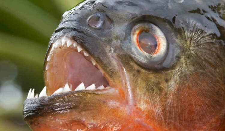 Paraguay, 4 persone uccise dai piranha