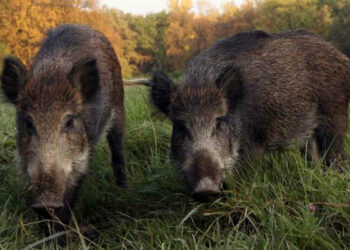 Peste suina, mini lockdown in 114 Comuni: vietati caccia, pesca, sport e raccolta funghi