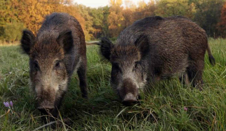 Peste suina, mini lockdown in 114 Comuni: vietati caccia, pesca, sport e raccolta funghi