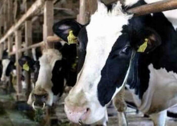 Ragusa, la crisi degli allevatori iblei in un incontro con Nello Musumeci