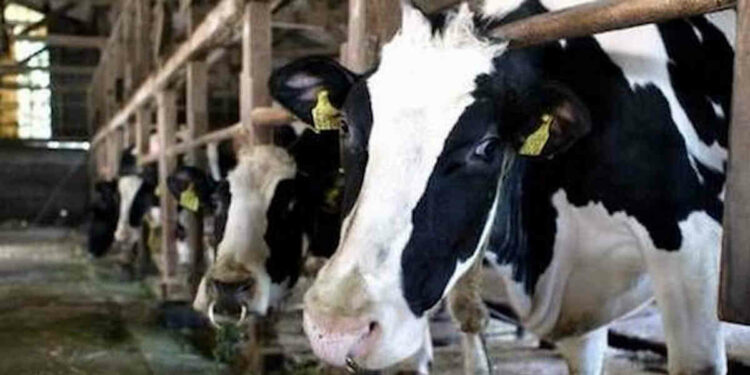 Ragusa, la crisi degli allevatori iblei in un incontro con Nello Musumeci