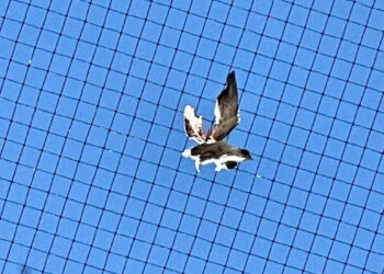 Ragusa, rimossa la rete anti uccelli: dopo istanze animaliste