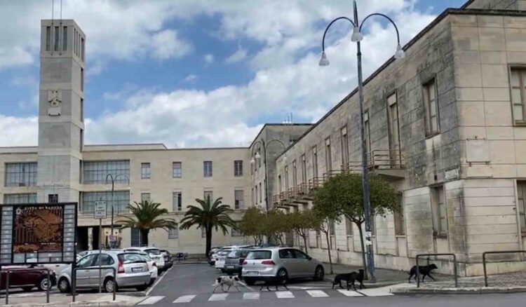Randagismo a Ragusa: non facciamo bella figura