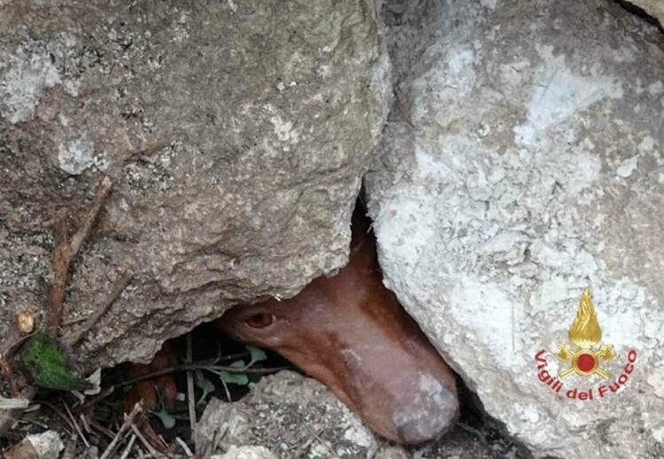 Cirneco incastrato tra le rocce: salvato