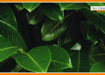 Sorsi di benessere – Le mille virtù dell’alloro