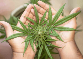 Cannabis ‘light’: cosa cambia con il nuovo Decreto interministeriale