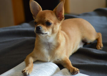 Chihuahua, la mutazione che li rende piccoli c’era già nei lupi