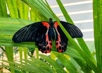 A Marsala ritorna La casa delle farfalle