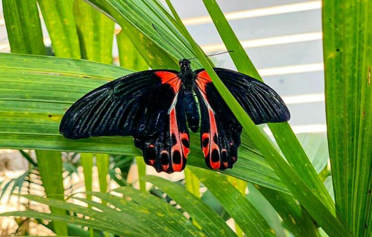 A Marsala ritorna La casa delle farfalle