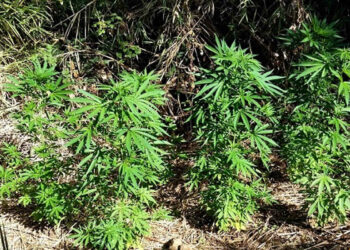 Marijuana in giardino e 4 kg in garage: 4 arresti