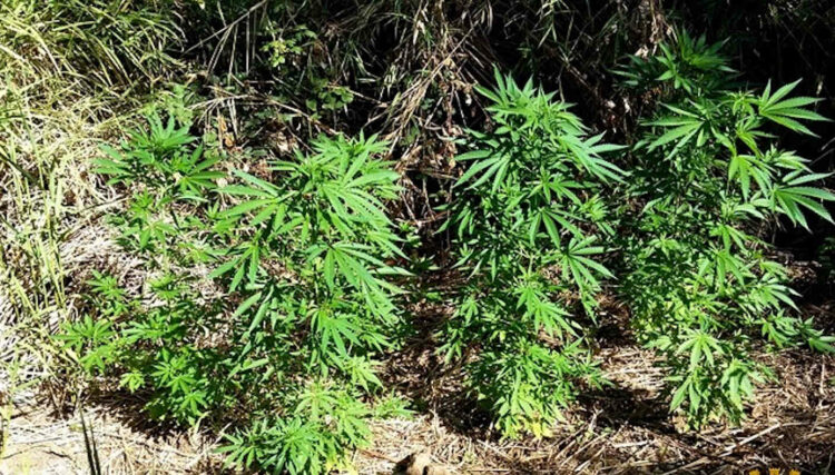 Marijuana in giardino e 4 kg in garage: 4 arresti