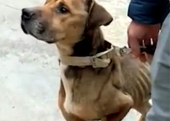 Modica, 30enne denunciato per maltrattamento animali