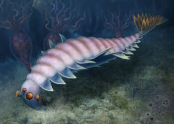 Opabinia, trovato un parente della creatura più strana al mondo