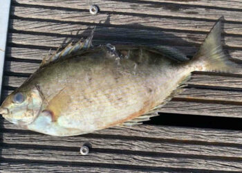 Pesce coniglio con aculei velenosi catturato nel Messinese: specie aliena