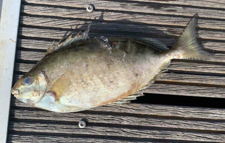 Pesce coniglio con aculei velenosi catturato nel Messinese: specie aliena