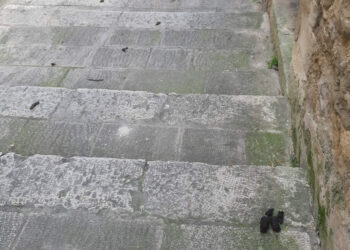 Ragusa la città (delle cacche) dei cani