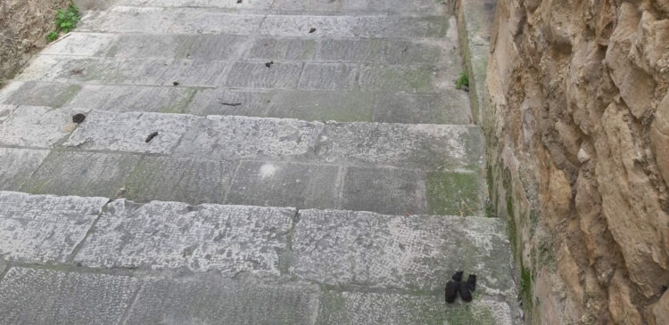 Ragusa la città (delle cacche) dei cani