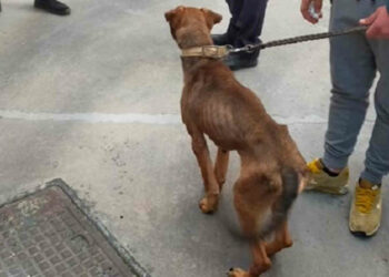 Modica, cane scheletrico sequestrato al proprietario: grazie all'Oipa