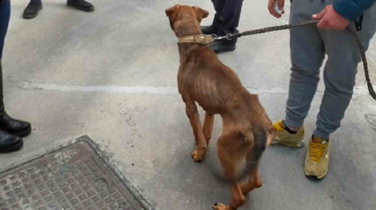 Modica, cane scheletrico sequestrato al proprietario: grazie all'Oipa