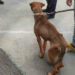 Modica, cane scheletrico sequestrato al proprietario: grazie all'Oipa