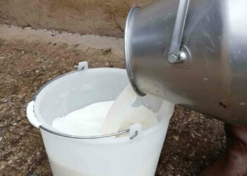 La dieta dei bovini per un latte migliore FOTO