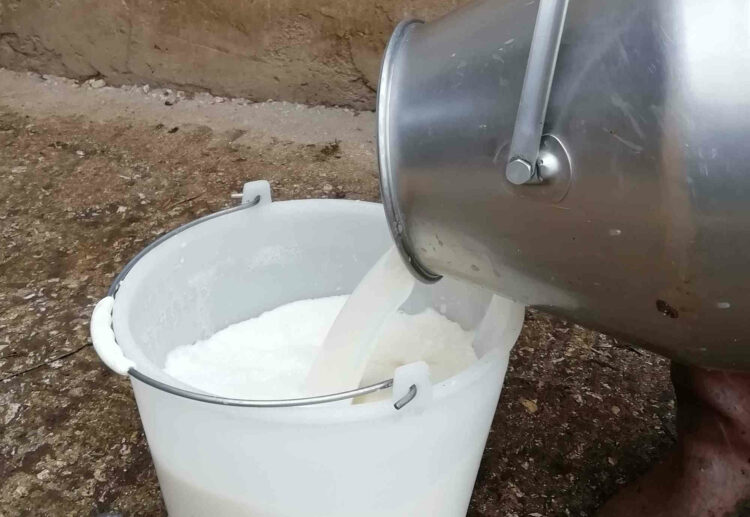 La dieta dei bovini per un latte migliore FOTO