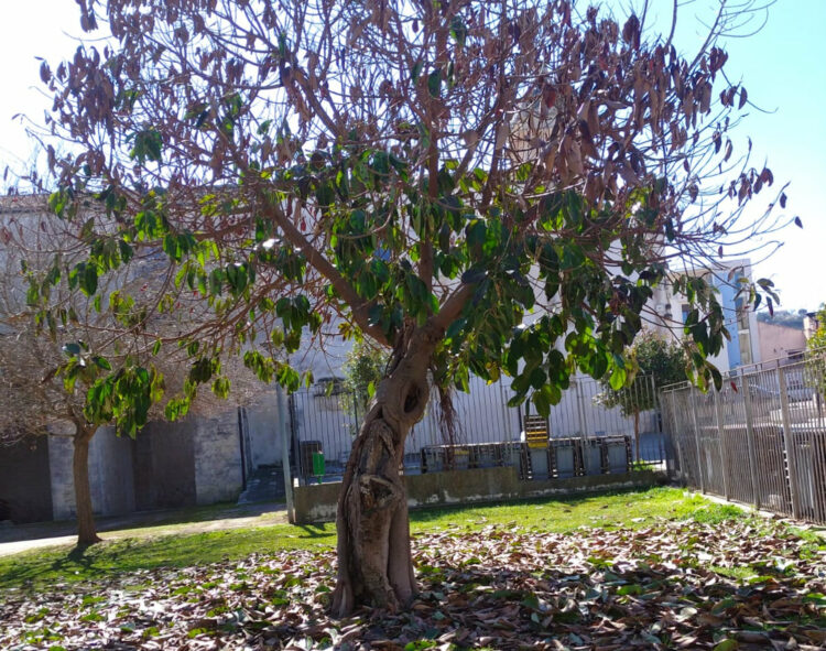 Ragusa Ibla, due segnalazioni di Comibleo