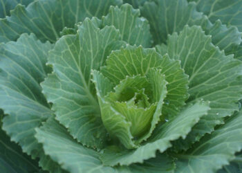 Dieta del cavolo per buttare via 5 chili: menù completo