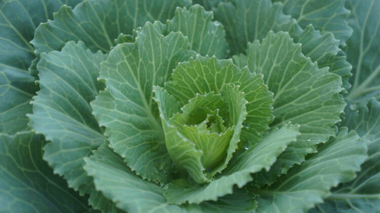 Dieta del cavolo per buttare via 5 chili: menù completo