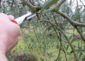 Corso di potatura ulivi per studenti di Scicli e Modica