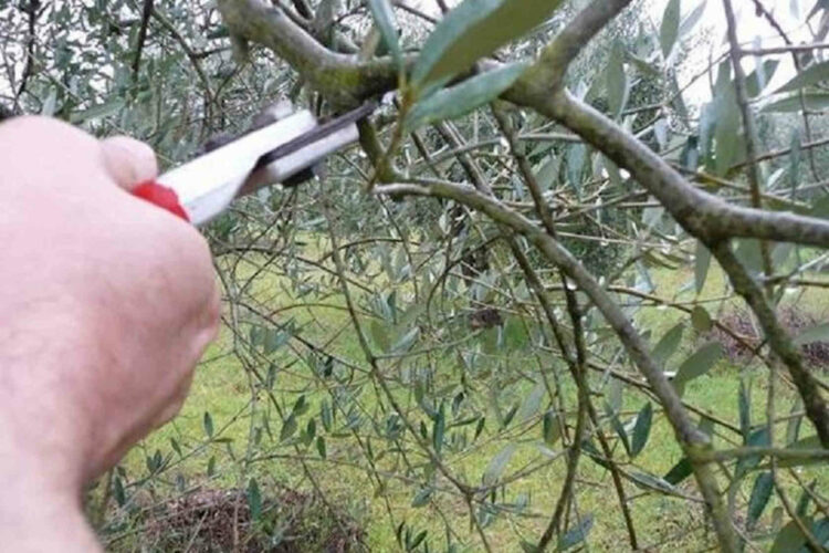 Corso di potatura ulivi per studenti di Scicli e Modica