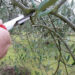 Corso di potatura ulivi per studenti di Scicli e Modica