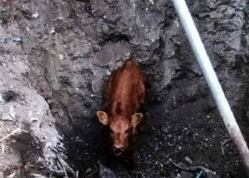 Vitellino precipita in uno scavo di un cantiere: salvato da vigili del fuoco