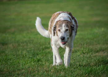 20enne uccisa da 12 cani, arrestato proprietario animali