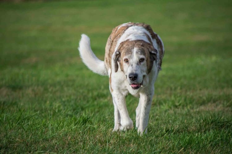 20enne uccisa da 12 cani, arrestato proprietario animali