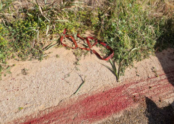 Acate, pony seviziato e trascinato da auto per chilometri