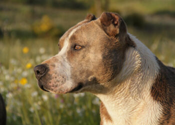 Assalito dal pitbull di Hernandez: scatta la denuncia