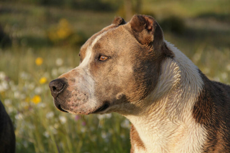 Assalito dal pitbull di Hernandez: scatta la denuncia