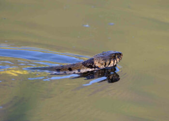 Biddrina, il gigantesco serpente che vive in Sicilia