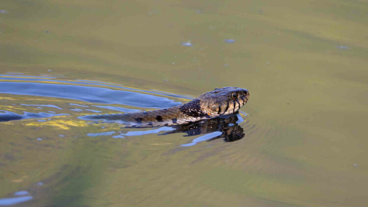 Biddrina, il gigantesco serpente che vive in Sicilia
