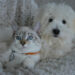 Bonus animali domestici 2022