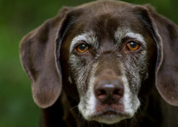 Cani avvelenati a Caltanissetta e Partanna: taglia di 5 mila euro su responsabili