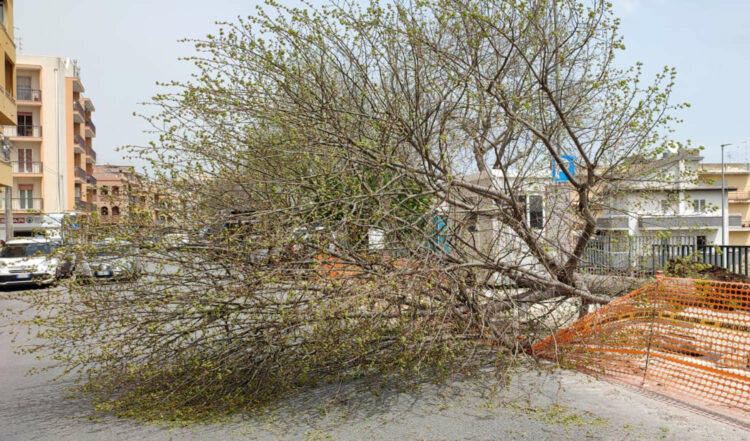 Ragusa, cade albero in via Colajanni