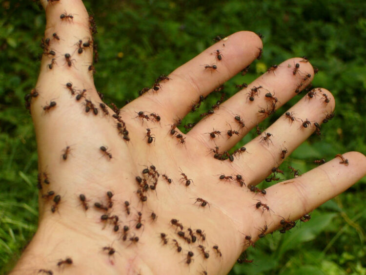 L'invasione della formica pazza: non è un film di fantascienza