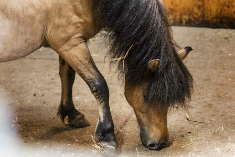 Oipa Ragusa, pony ucciso ad Acate, sopralluogo nelle stalle del proprietario: è un congiunto del reo confesso